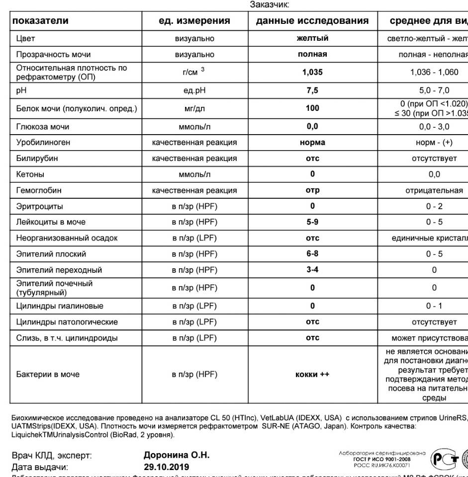Протеинурия. причины, симптомы и лечение протеинурии.!