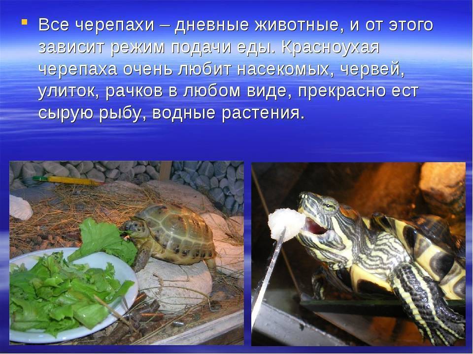 Красноухая черепаха - уход и содержание, чем кормить, болезни