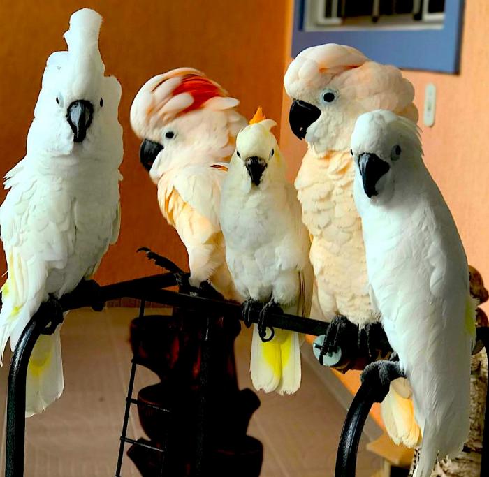 Сколько может стоить попугай какаду в питомниках и на рынках