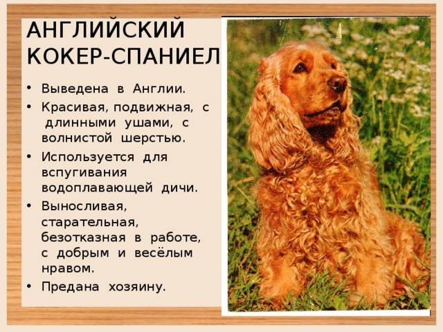 Русский охотничий спаниель: описание породы, характер, содержание, уход
