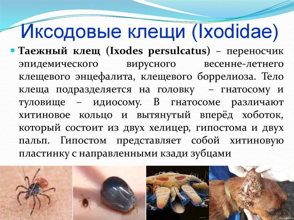 Иксодовые клещи у кошек и котов