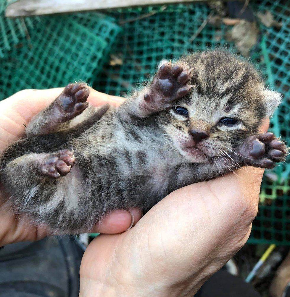 Сколько времени кошка вынашивает котят