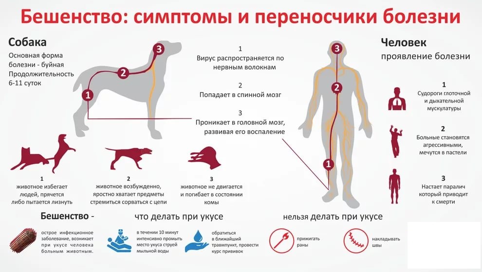 Чем опасен укус белки, лечение и профилактика