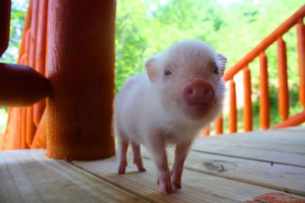 Карликовые домашние свинки мини-пиги