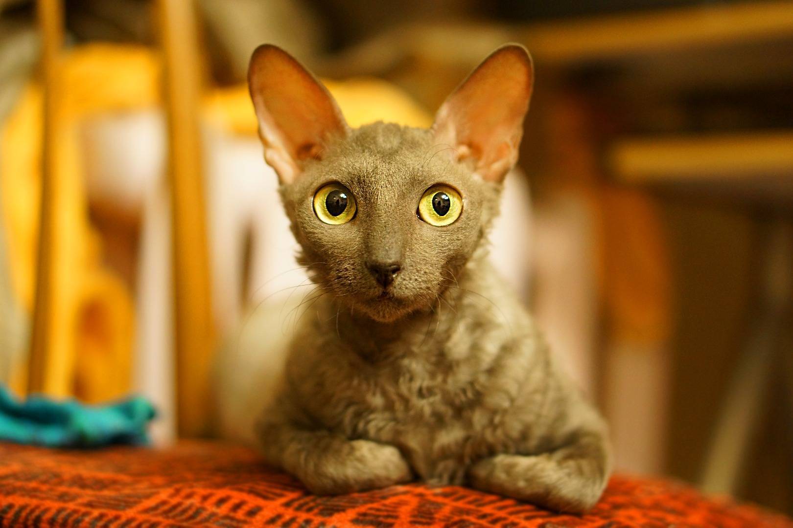 Кошки породы корниш-рекс, особенности характера и разновидности окрасов, фото кошек