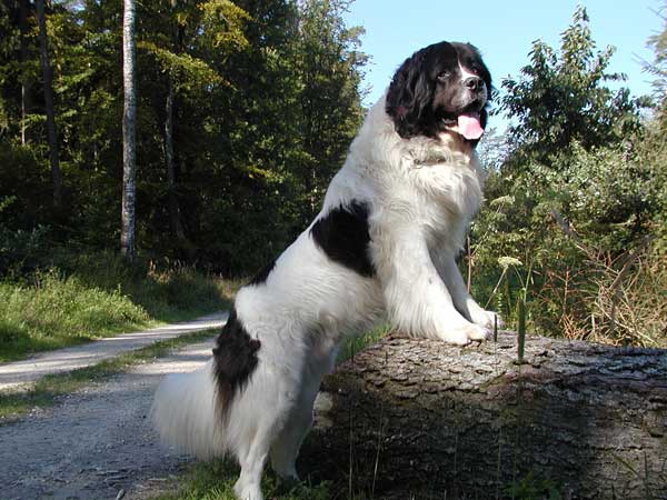 Порода собак ландсир и ее характеристики с фото