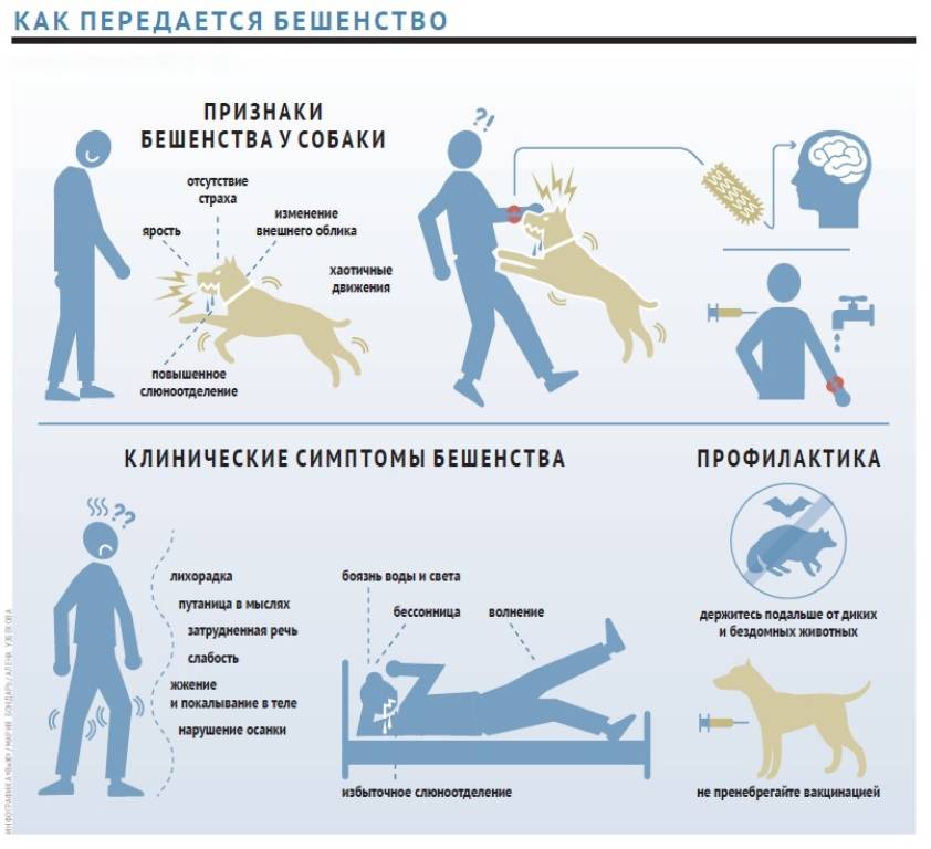 Бешенство - учреждение здравоохранения "гродненская областная инфекционная клиническая больница"