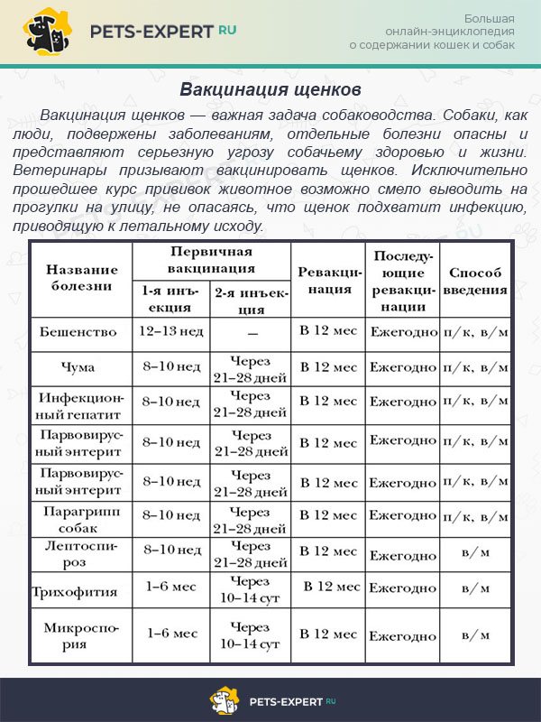 Нужно ли глистогонить и кормить собаку перед прививкой - график вакцинации собак