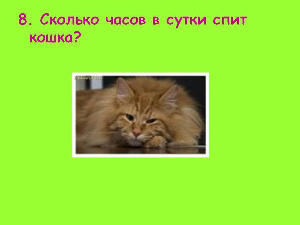 Сколько спят кошки: разбираемся в отдыхе своего любимца | ваши питомцы