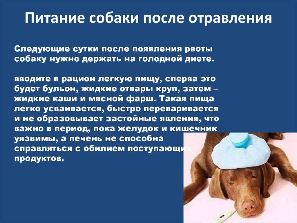 Собака вялая: причины и последствия, болезни, при которых собака не ест, лечение и профилактика