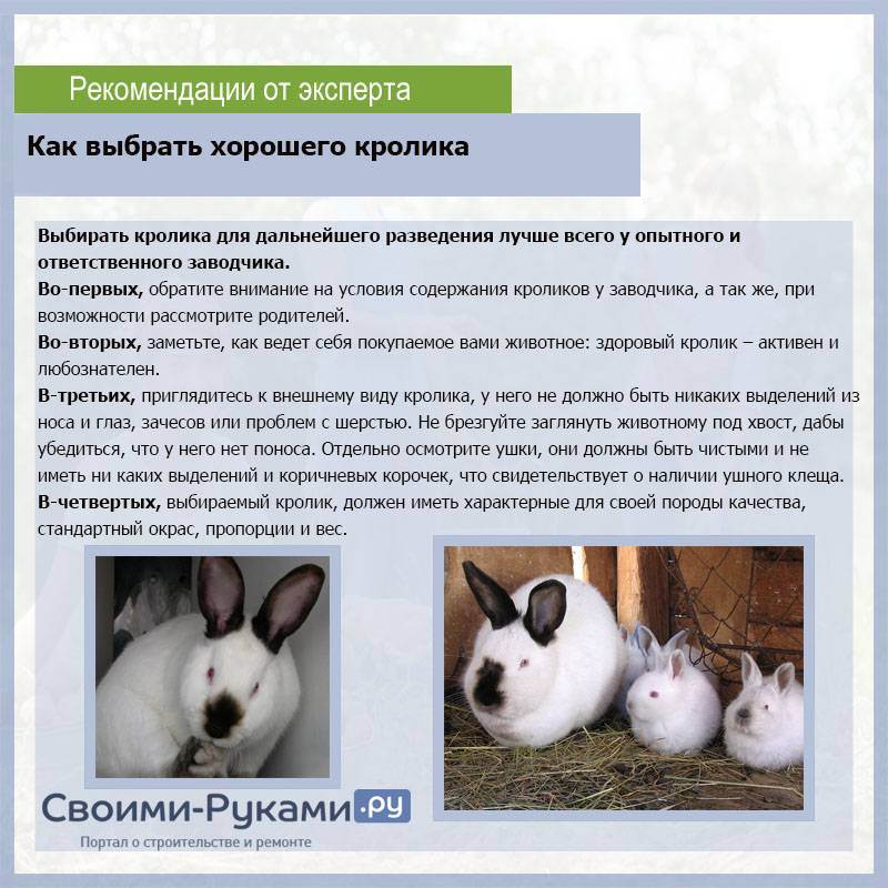 Разведение кроликов на мясо в домашних условиях: как и каких лучше разводить?