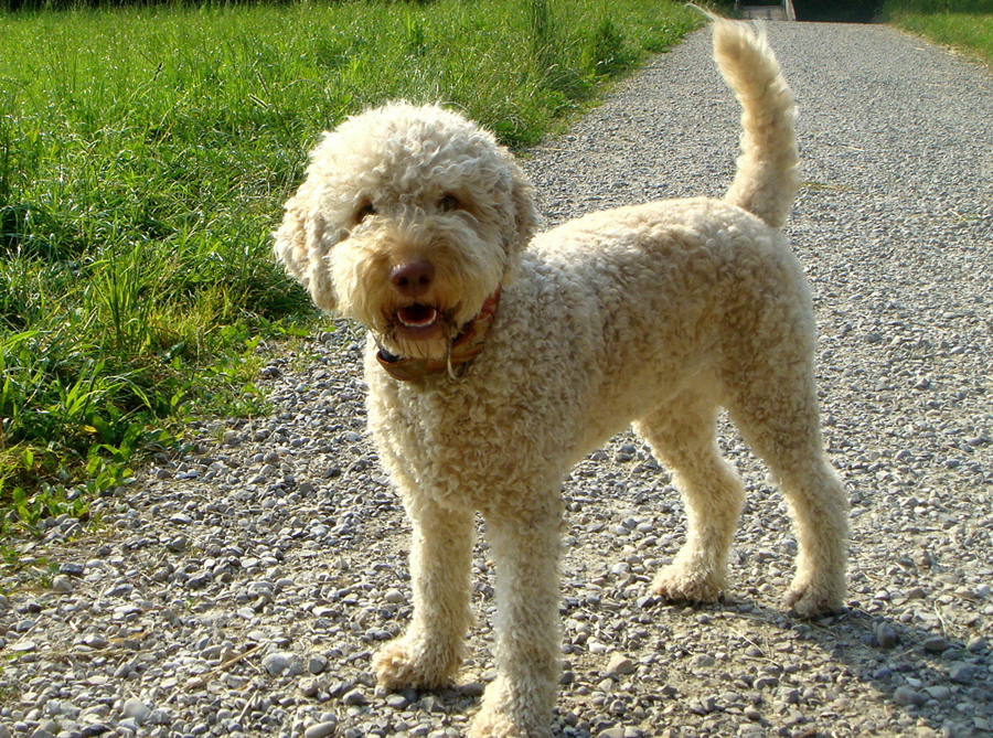 Лаготто романьоло: описание единственной в мире собаки, умеющей искать трюфели
