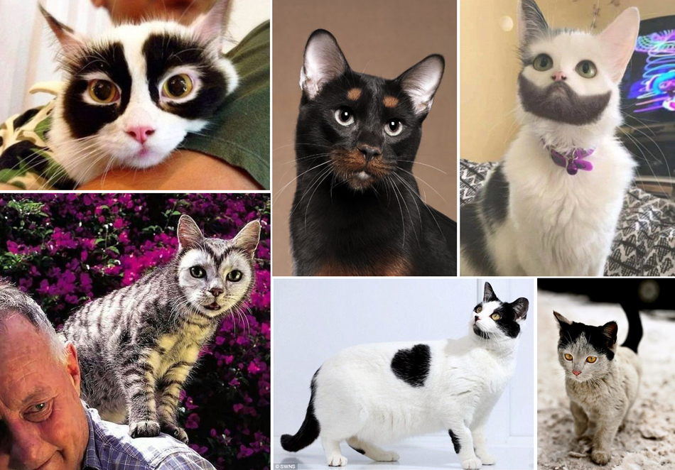 Масти кошек с фото и названиями