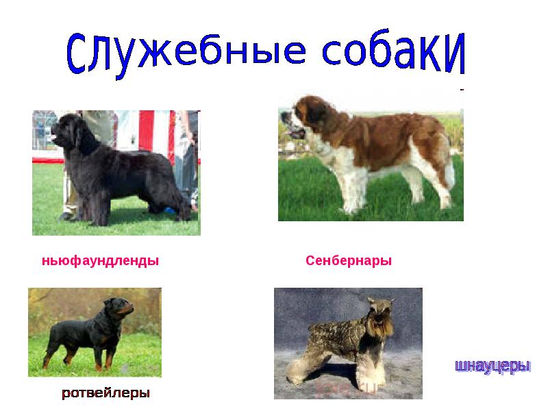 Классификация пород собак: специализация и назначение