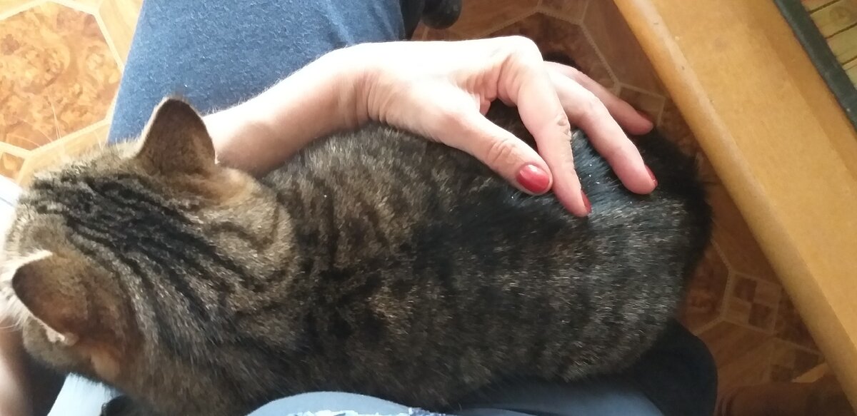 Кошки и одиночество