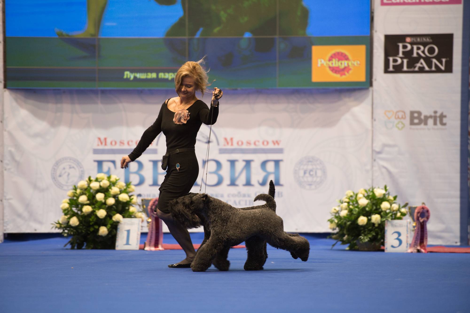 International dog show / интернациональная выставка собак чемпионат мира world dog show 2019' г. world dog show 2019 г. шанхай китай