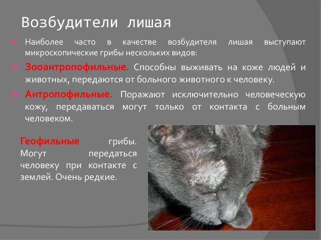 Можно ли заразиться раком?