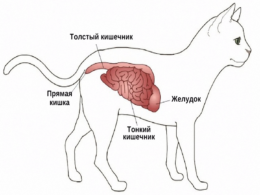 Кишечная непроходимость у кошек: симптомы и лечение