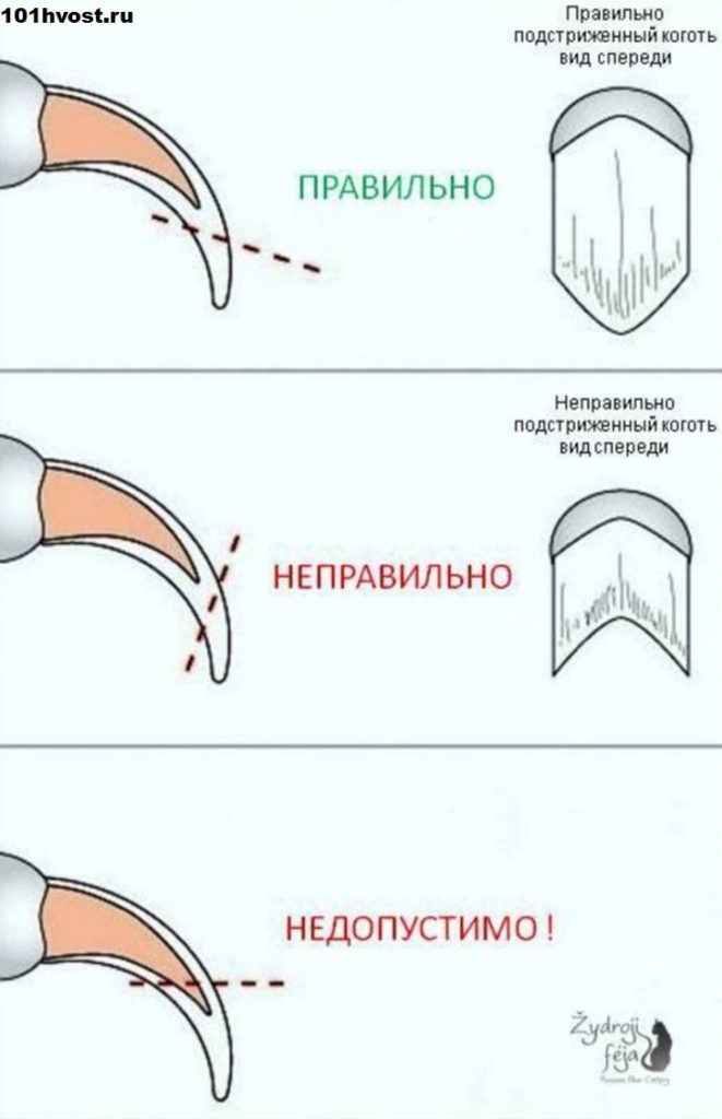 Как правильно стричь когти кошке в домашних условиях когтерезкой фото пошагово в домашних