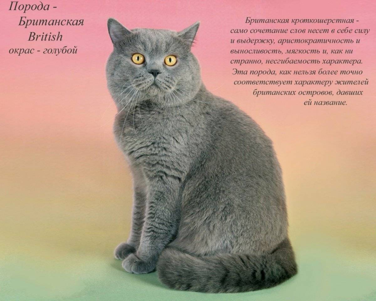 Британская короткошерстная кошка: описание стандартов породы, возможные окрасы, особенности поведения британца