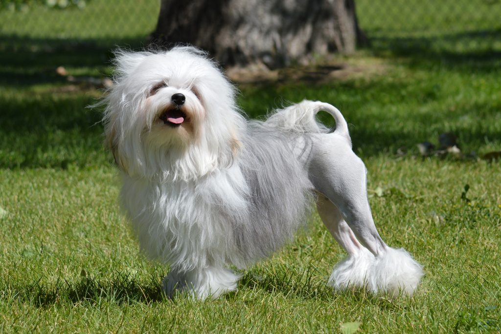 Бишон лион – французская порода, полное описание «львиной» собаки
