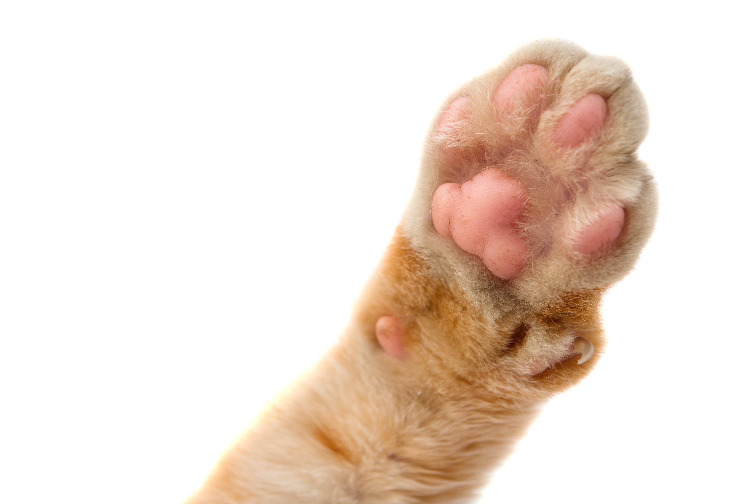 Сколько пальцев у кошки на задних лапах. Пальцы у котов на передних лапах. Кошачьи лапы передние и задние.