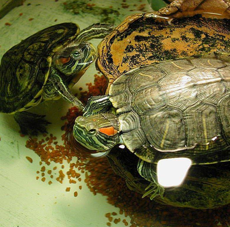Сколько обычно живут красноухие черепахи в хороших домашних условиях. как продлить жизнь питомцу?