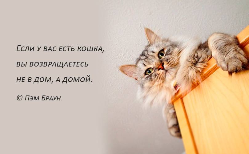 Высказывания о кошках. Красивые высказывания о кошках. Афоризмы про кошек. Фразы про котов.