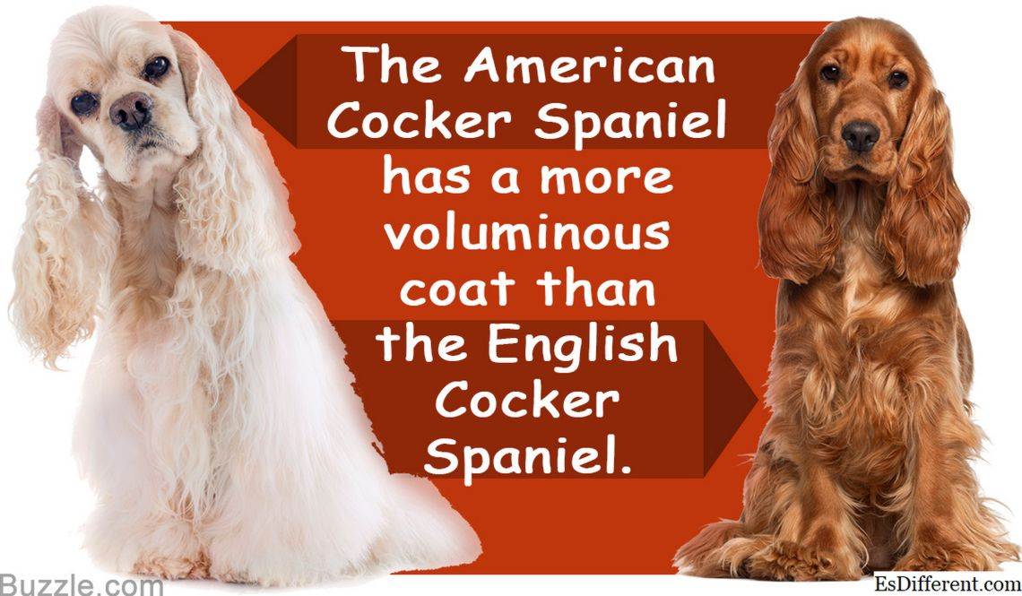 Американский кокер-спаниель: описание породы, характеристика собаки, различия, уход и содержание