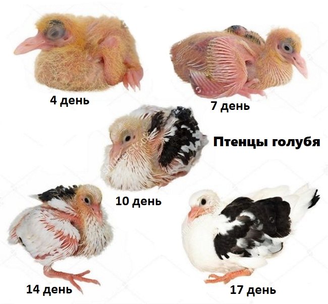 Как определить пол попугая корелла?