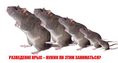 Разведение крыс