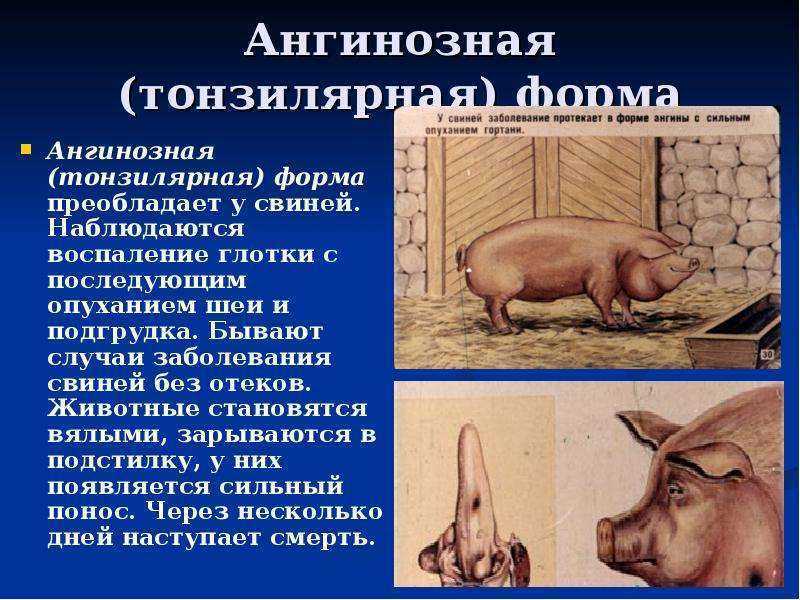 Болезни свиней и мини пигов, опасные для здоровья человека