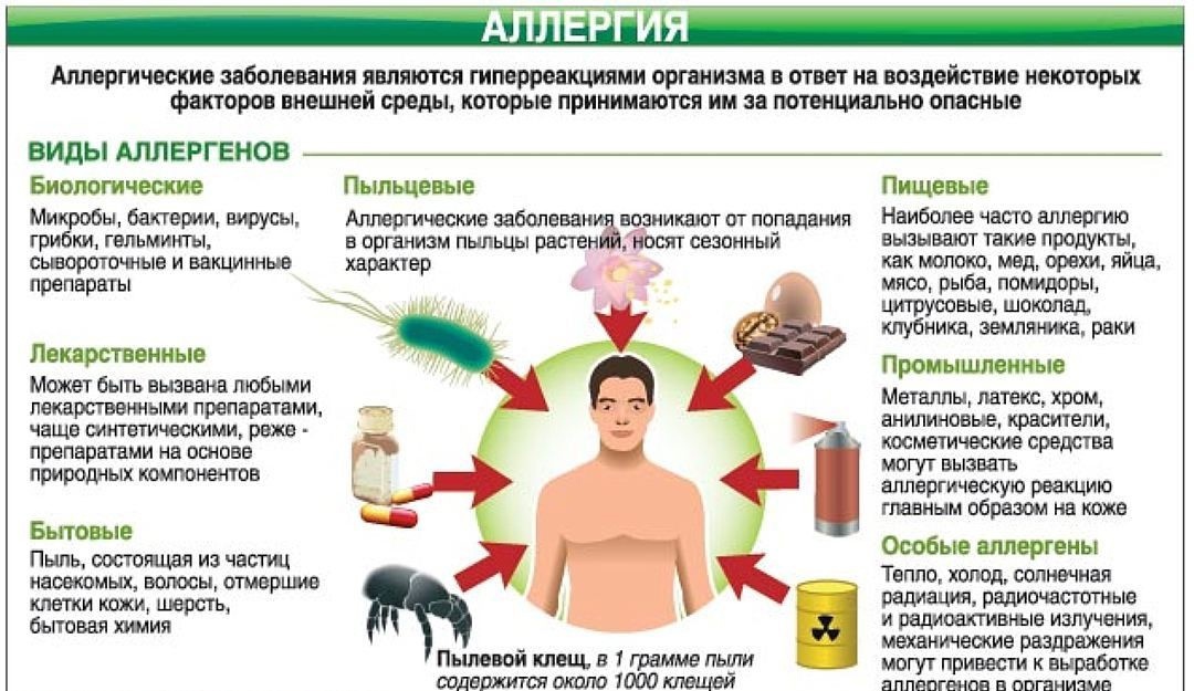 Аллергия на морскую свинку симптомы у детей. как определить и вылечить аллергию на морскую свинку