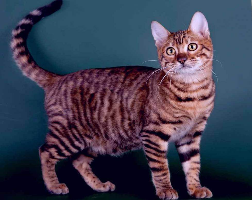 Пятнистые породы кошек и котов: фото, название, описание характера