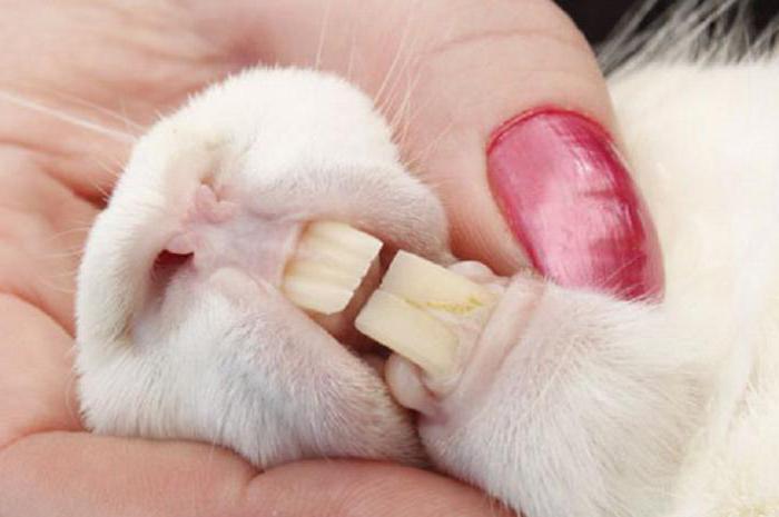 Зубы у декоративного кролика: сколько их, строение, уход, возможные болезни