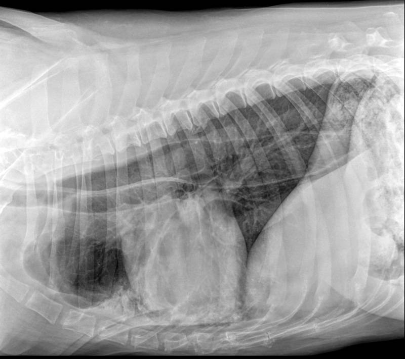 Болезни органов дыхания у кошек (фото, симптомы и лечение)