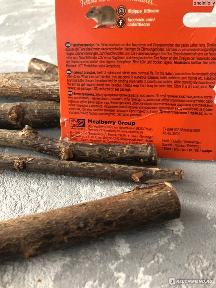 Какие ветки можно давать шиншилле: древесина орешника и берёзы, когда собирать ветки и в каком количестве, можно ли шиншилле грызть листья