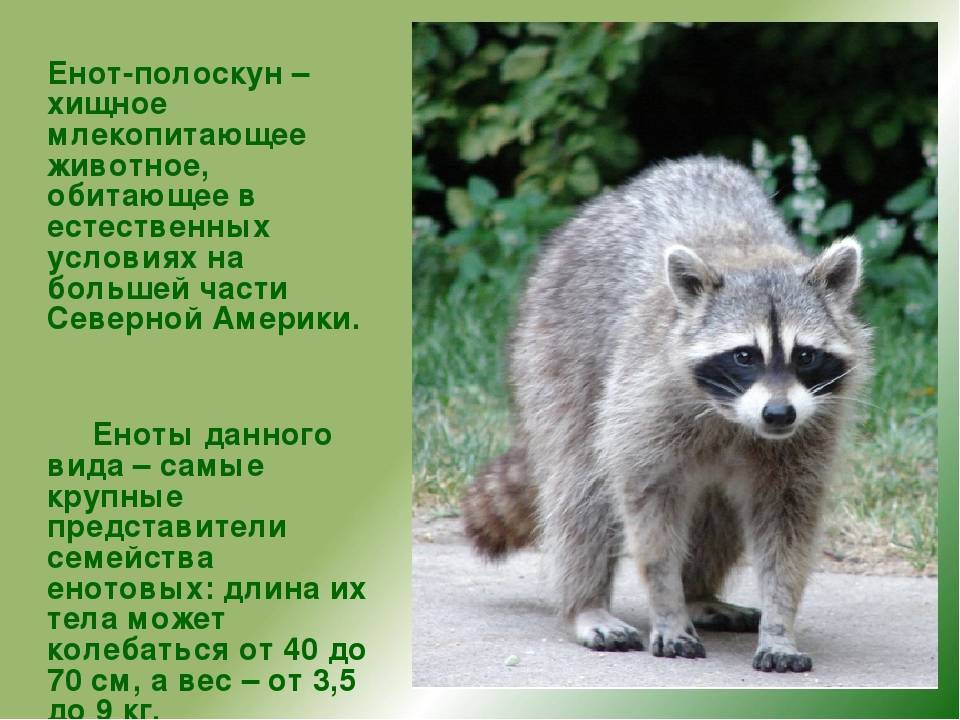 Енот сколько живет? особенности содержания, питания, виды