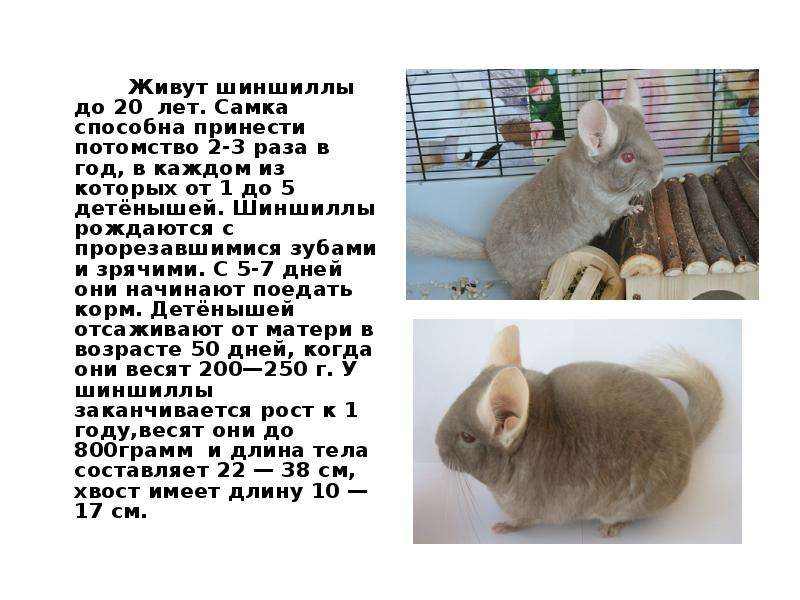 «советская шиншилла» – порода кроликов: описание, содержание, разведение и отзывы