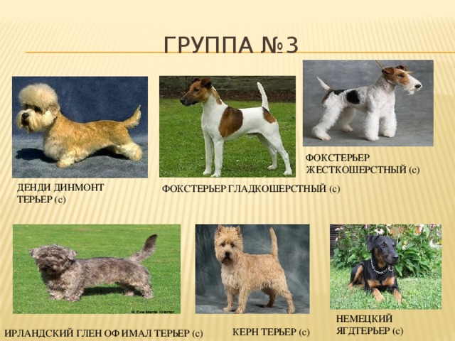Разновидности той-терьеров