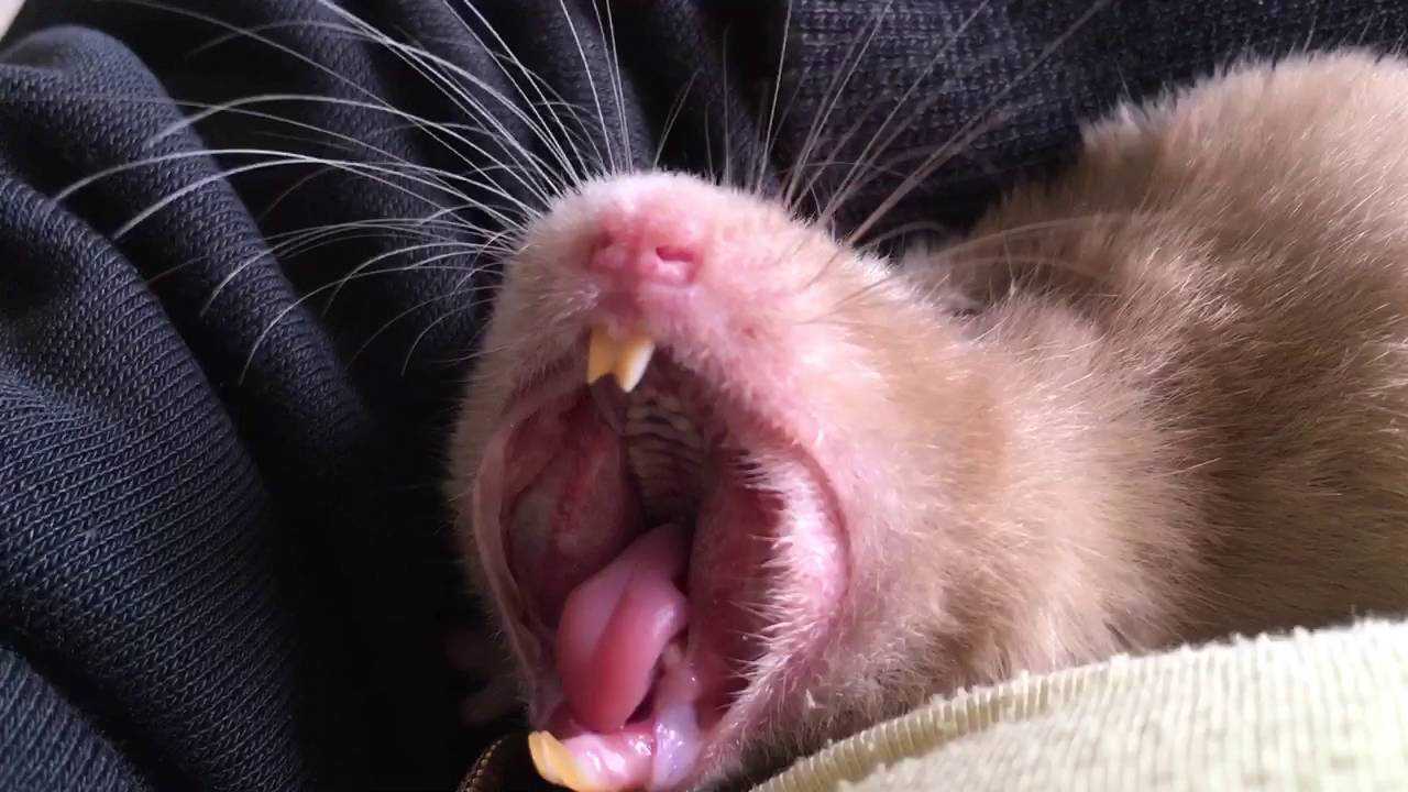 Почему крыса стучит или скрипит зубами: причины странного поведения [новое исследование]