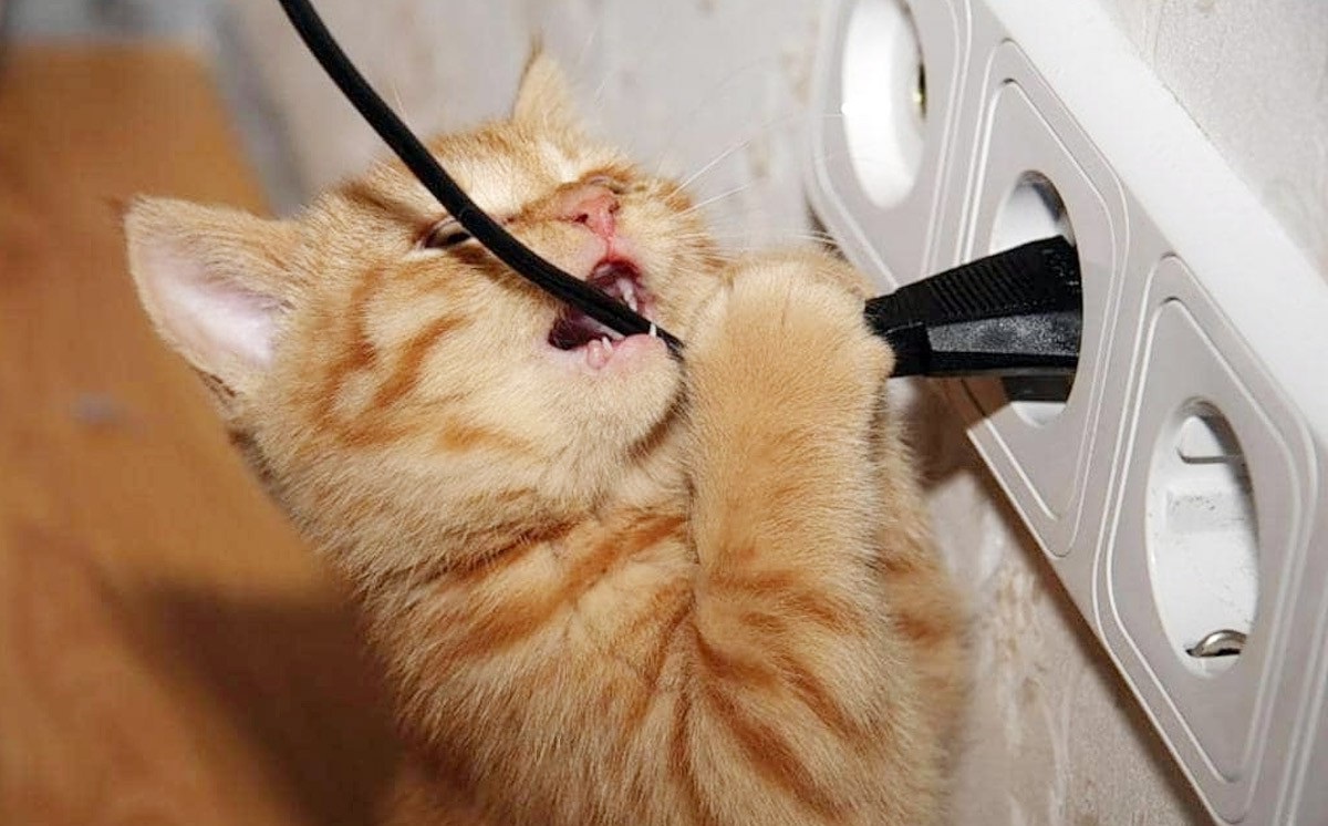 Как отучить кота грызть провода раз и навсегда: 5 способов