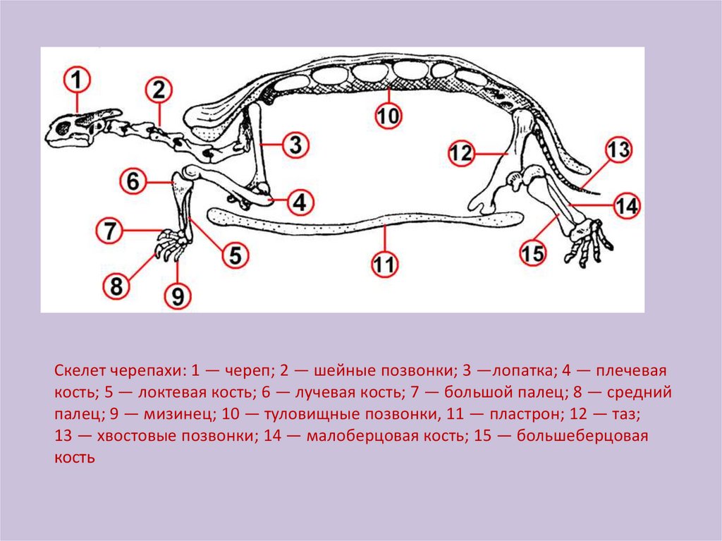 Особенности скелета черепахи