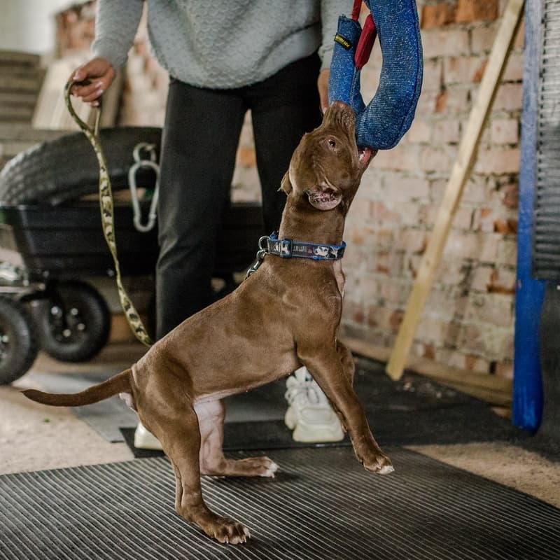 Воспитание и дрессировка питбуля, как правильно накачать собаку в домашних условиях