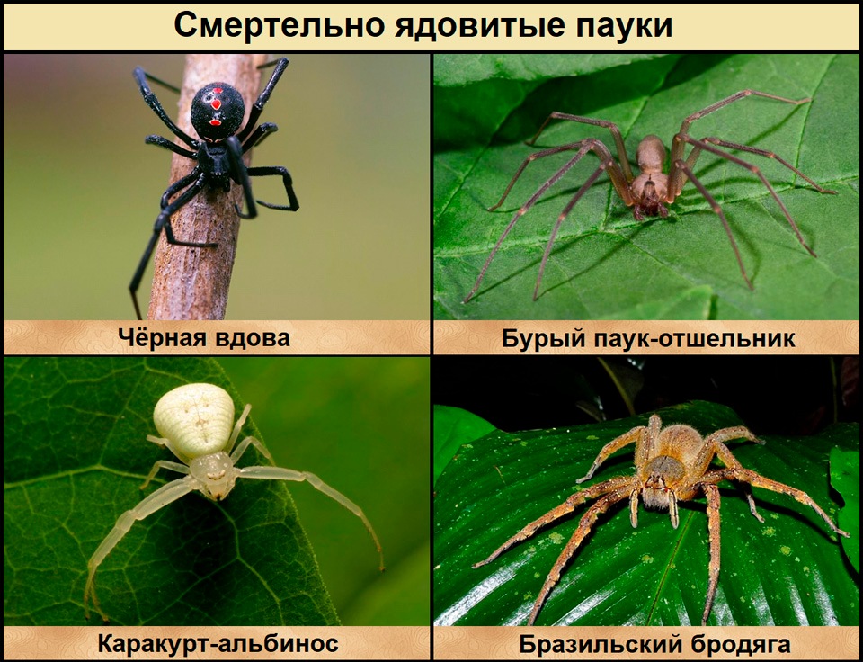 Коричневый отшельник где обитает