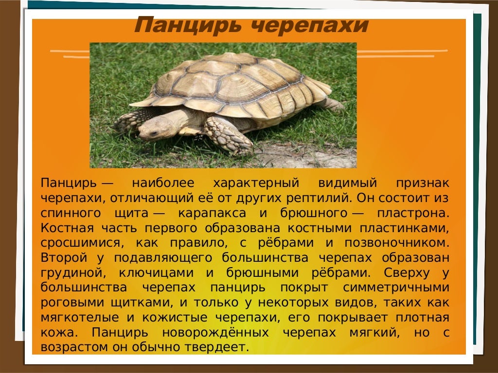Черепаха – описание, виды, пища, где обитает, фото