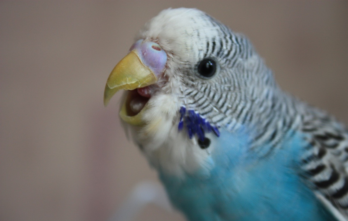 Почему попугай тяжело дышит с открытым клювом — советы врача