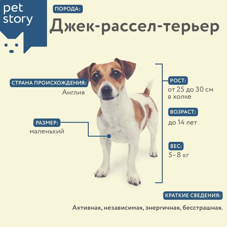 Как выбрать собаку. статьи о собаках и важная информация на сайте кутята.рф