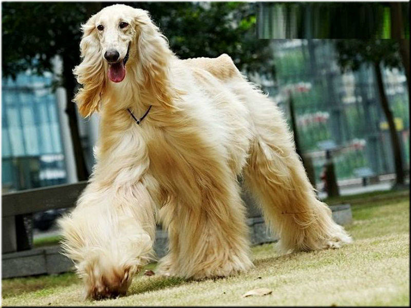 Топ 38 самых больших собак в мире (с фото) | dogkind.ru