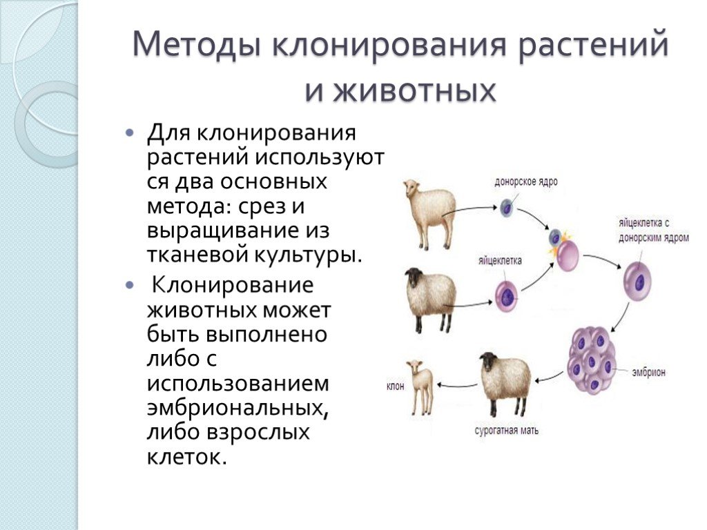 Клонирование животных и человека: история, методы, проблемы, открытия